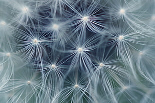 selective focus photography of Dandelion flowers HD wallpaper